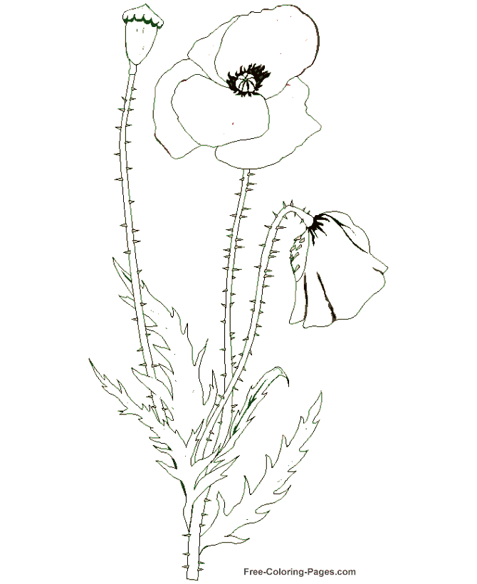 Free Coloring Pages Poppy Flower Download Free Coloring Pages Poppy 