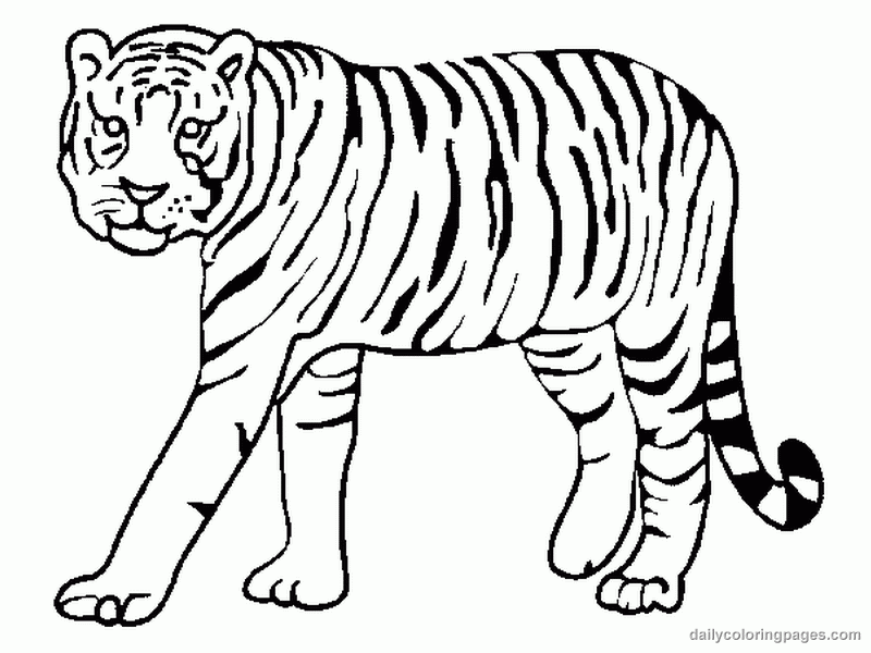 Free Tiger Coloring Pages Free, Download Free Tiger Coloring Pages Free ...