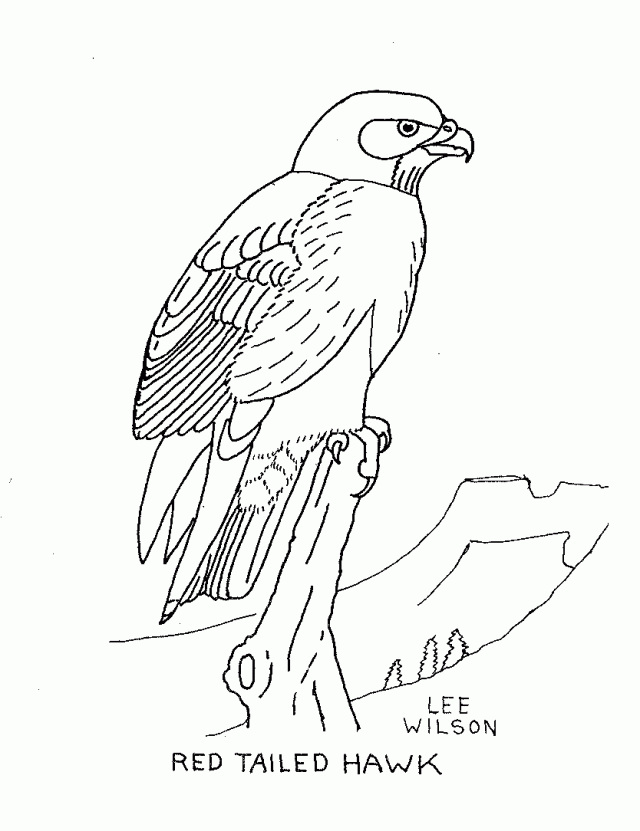 Sketch of immature red tailed hawk in flight. | CanStock