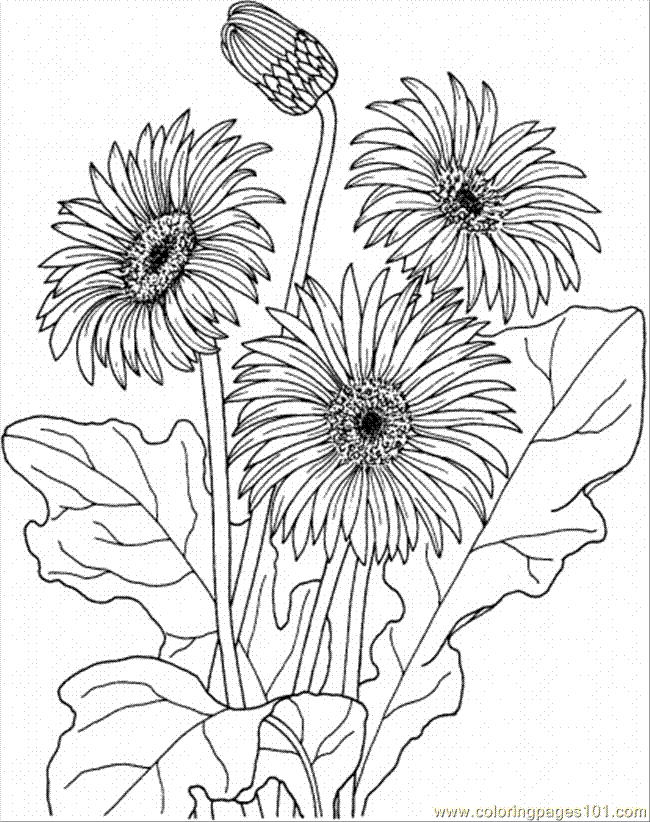 Free Printable Flower | Coloring Pages For Adults