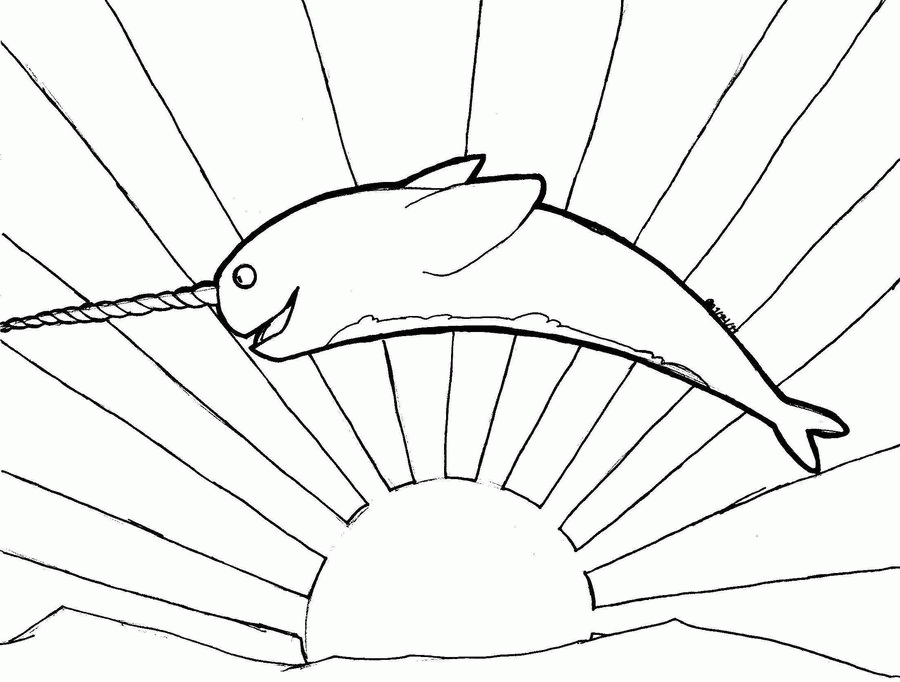 narwhal drawing