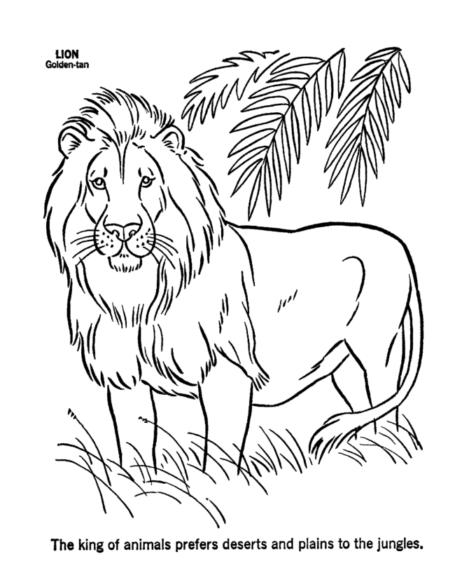 Sea Lion Coloring Page