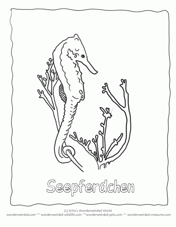 Seahorse Coloring Pages Ocean, Collection of Seahorse Pictures