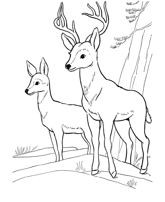 Step-by-Step Guide: Draw a Forest with Animals for Beginners-saigonsouth.com.vn