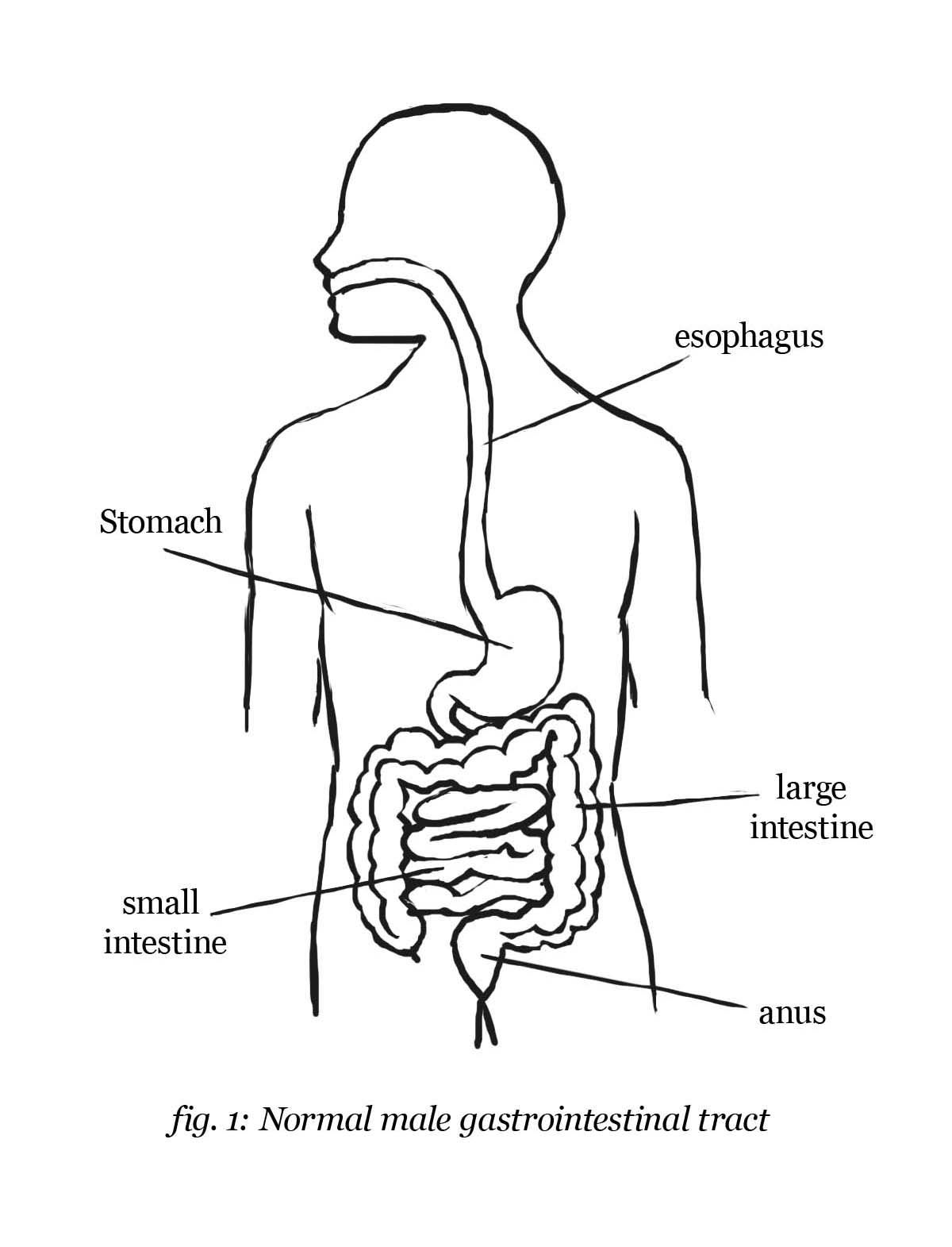 Human digestive system of a female  CanStock