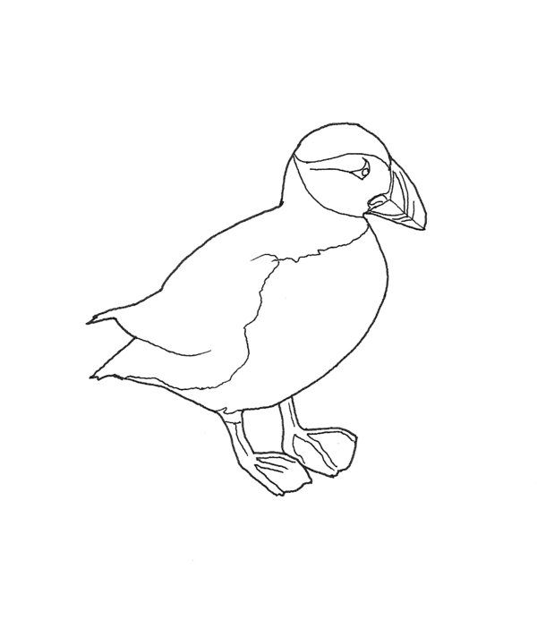 Puffin Coloring Page