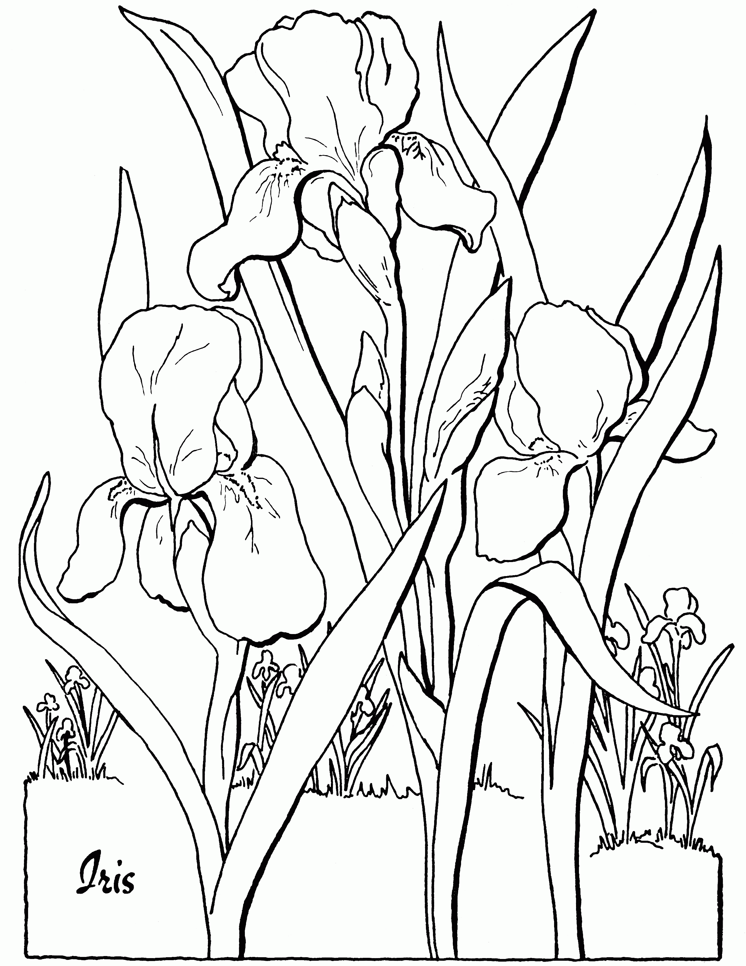 Gogh Iris Irises Getdrawings Printablecolouringpages Sketch Coloring Page