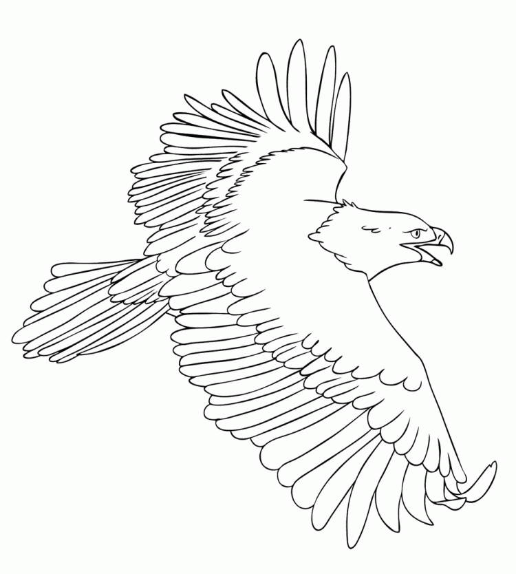 Bald Eagle Flying Drawing cad file - Cadbull