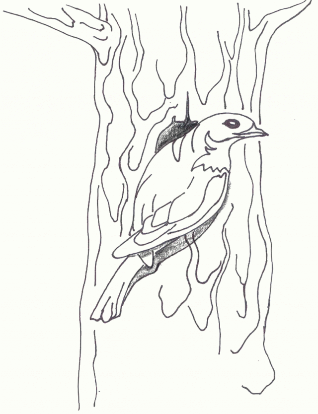 Mountain Bluebird Coloring Page Blue Bird Coloring Page