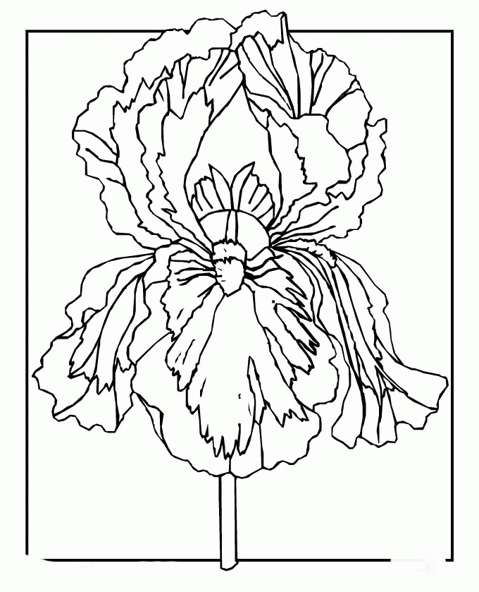Spring Flowers Pictures Free