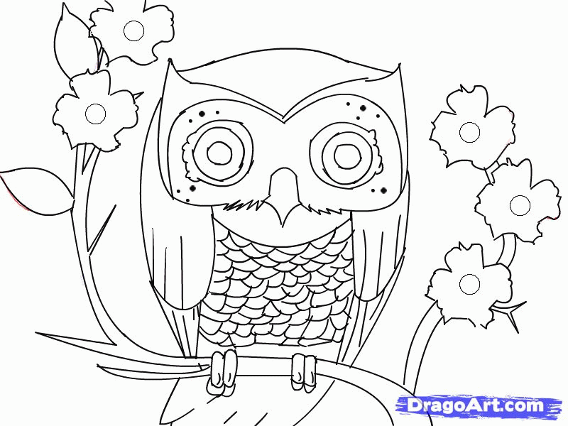 How to Draw an Owl, Step by Step, Birds, Animals| FREE Online