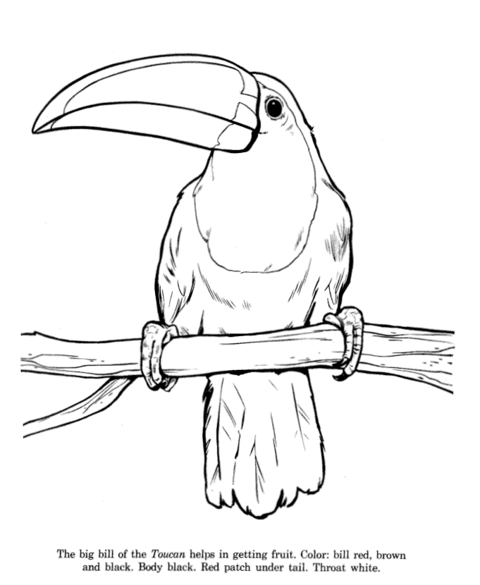Toucan Pictures For Kids