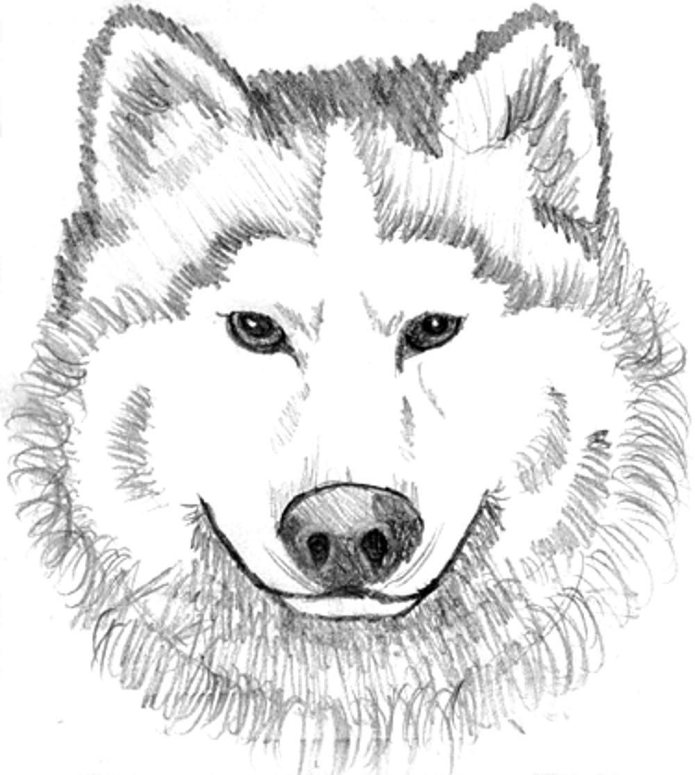 Wolf Face Coloring Page Coloring Pages