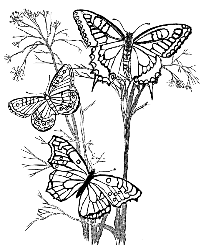 Butterfly Coloring Pages - 5 | Embroidery patterns 2
