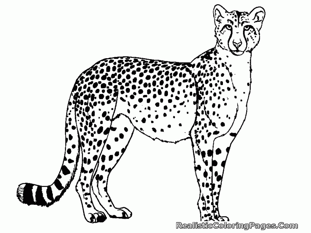 Рысь задания. Раскраска гепард. Леопард раскраска для детей. Раскраска животные гепард. Раскраска "Дикие животные".