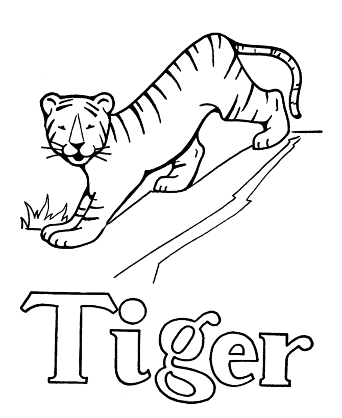 Tigers coloring pages » Free & Printable » Tiger coloring sheets