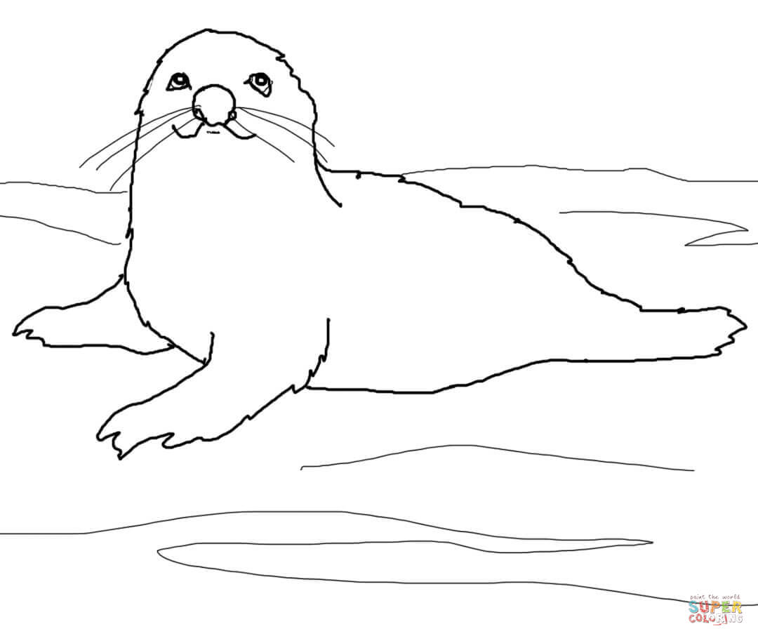 Baby Harp Seal coloring page | Free Printable Coloring Pages