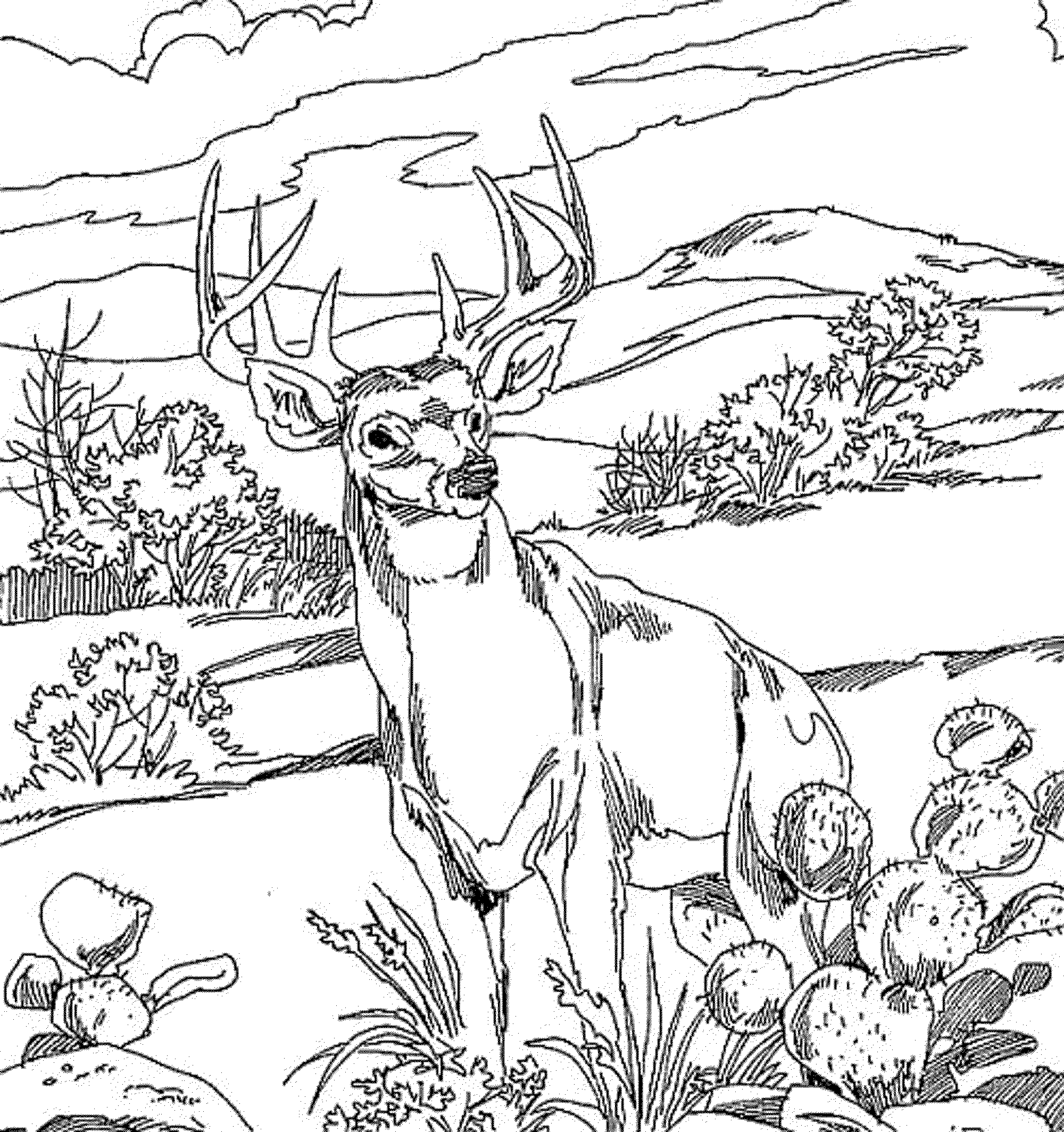 real baby deer coloring pages