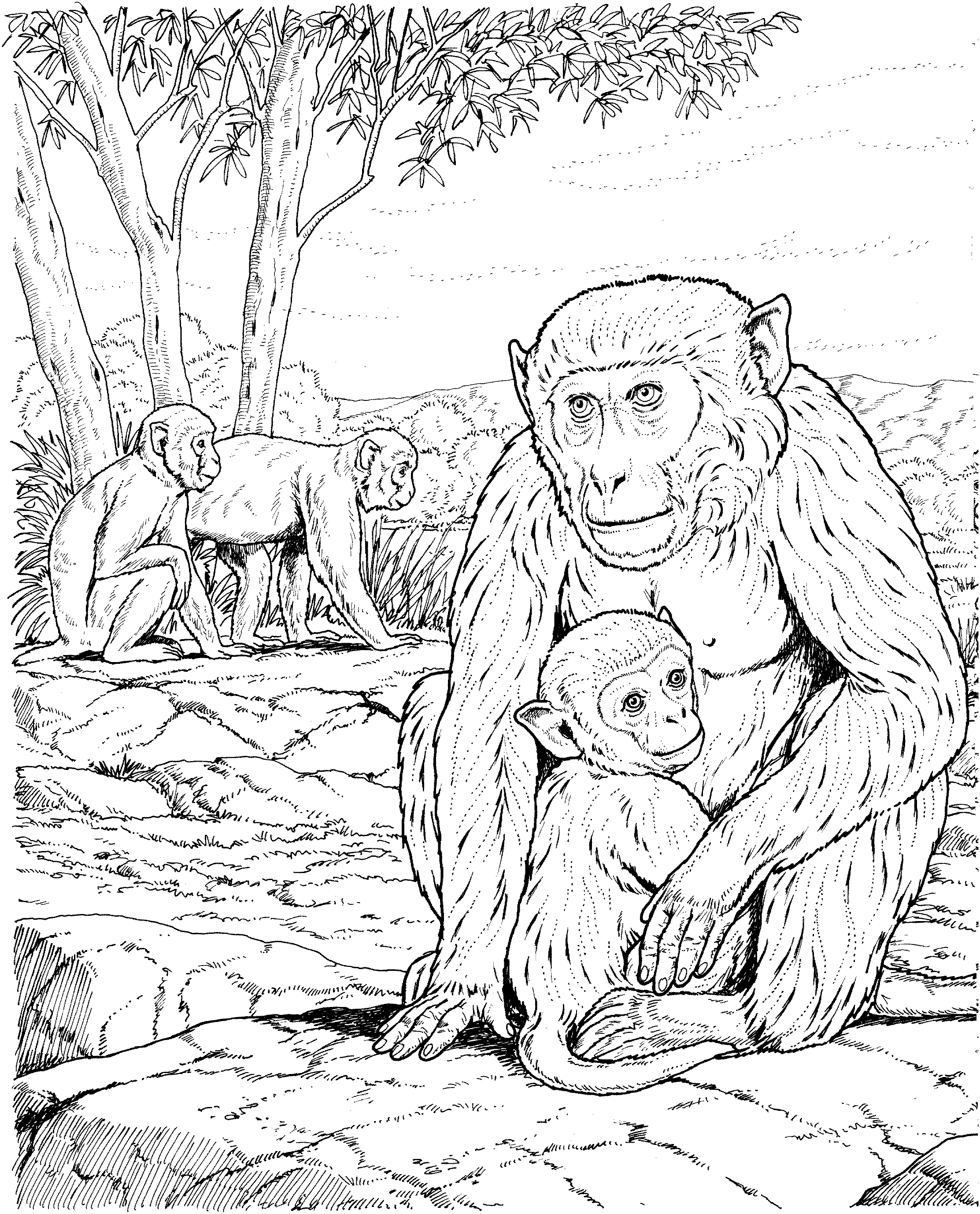 capuchin monkey coloring page printable - Clip Art Library