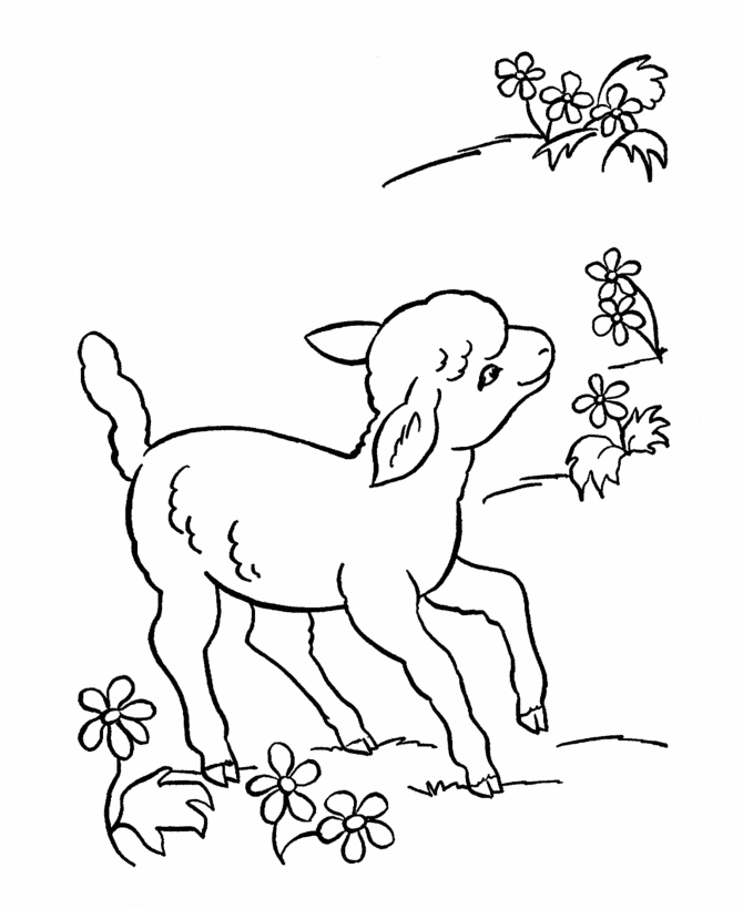 Farm Animal Coloring Pages | Printable Lamb Sheep Coloring Page
