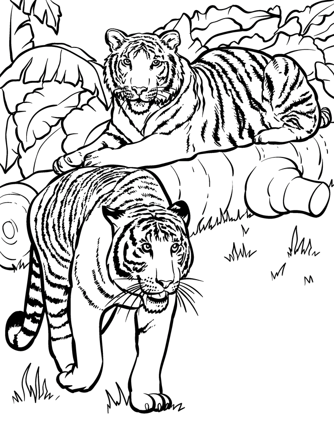 Slim Slots Cute Baby Animal Hard Coloring Pages