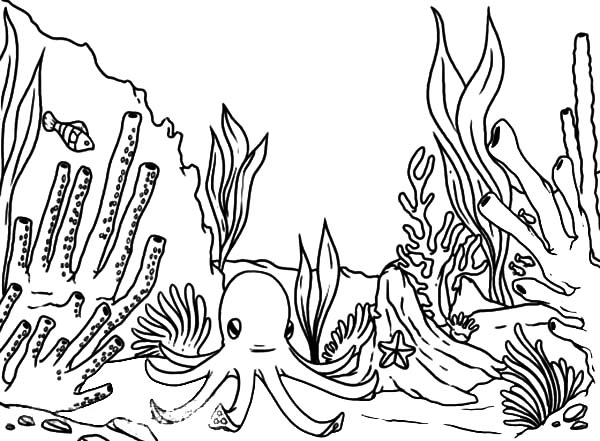 drawing of the great barrier reef - Clip Art Library