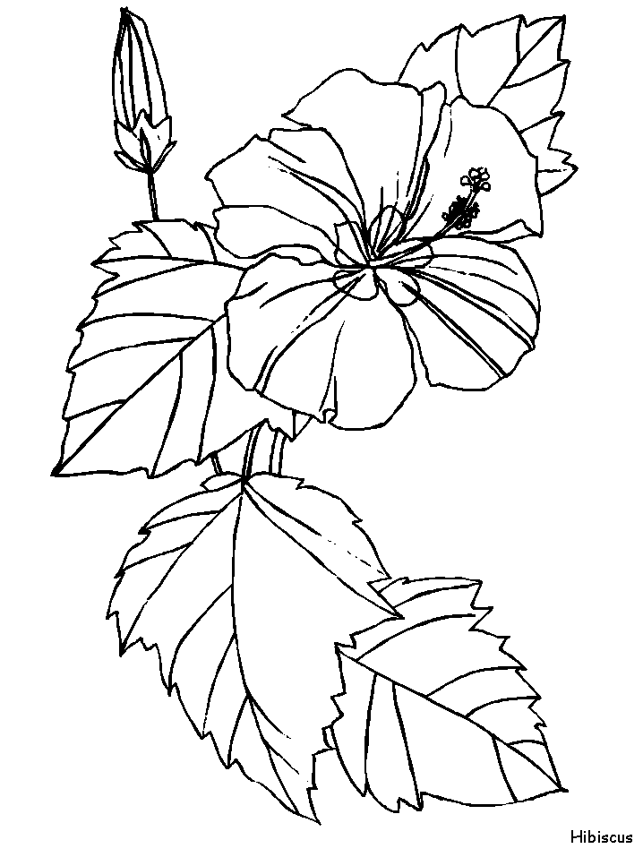 Printable Hibiscus Flowers Coloring Pages