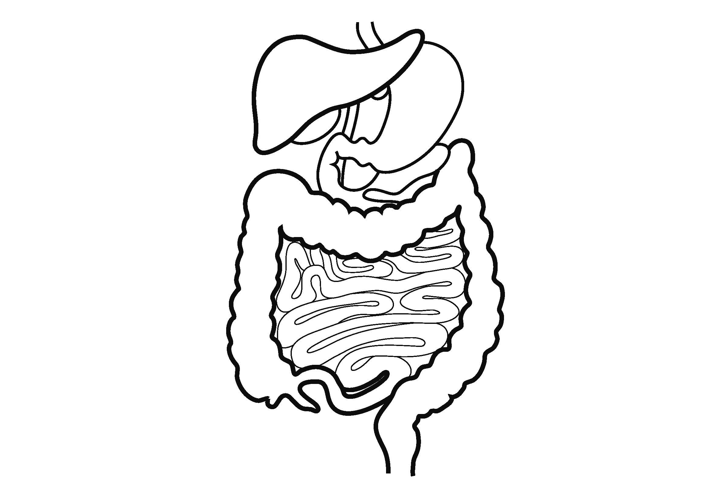 Digestive System Drawing  Drawing Skill