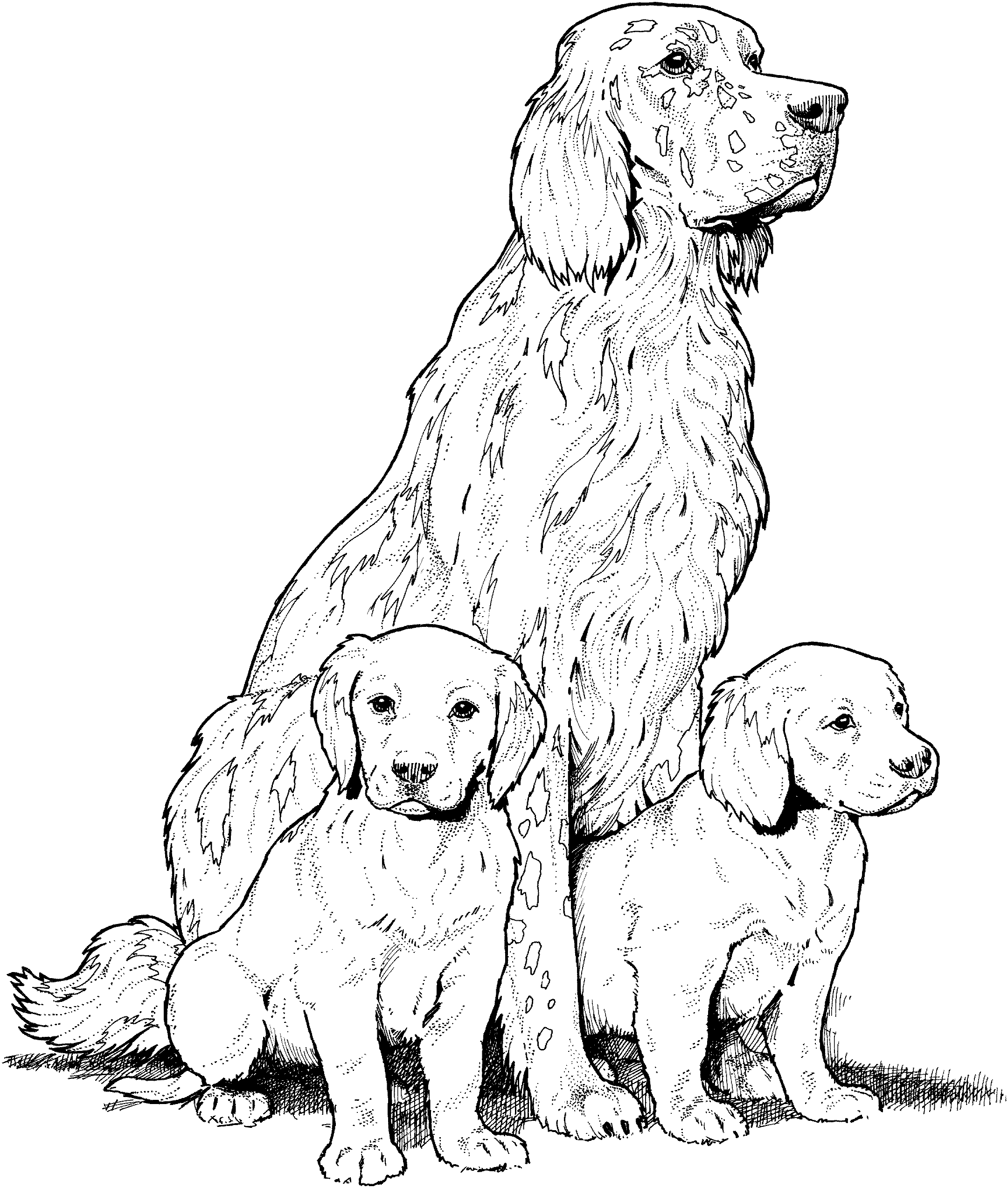 Cocker Spaniel Coloring Page Clip Art Library