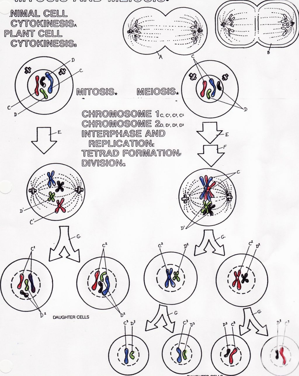 meiosis-vs-mitosis-worksheet-coloring-clip-art-library