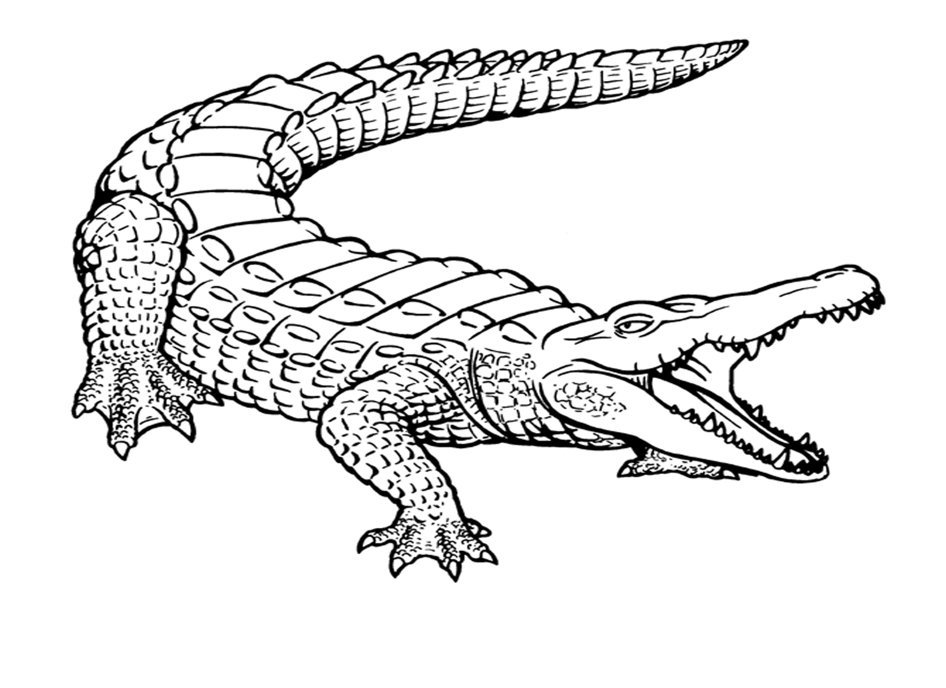 Cute Crocodile Drawing - Crocodile - Sticker | TeePublic