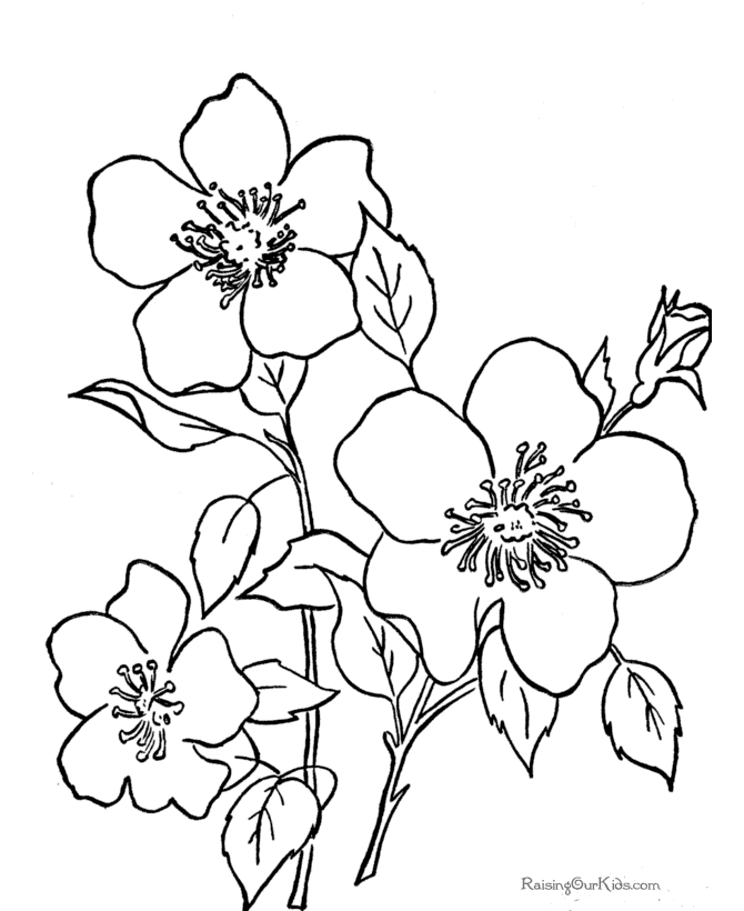 free-flower-coloring-sheets-printable-download-free-flower-coloring-sheets-printable-png-images