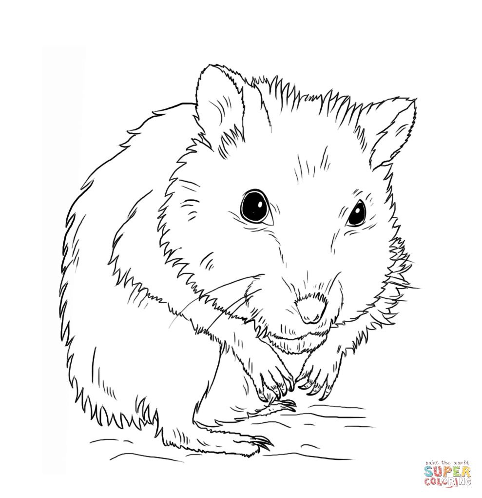 Hamster - Clip Art Library