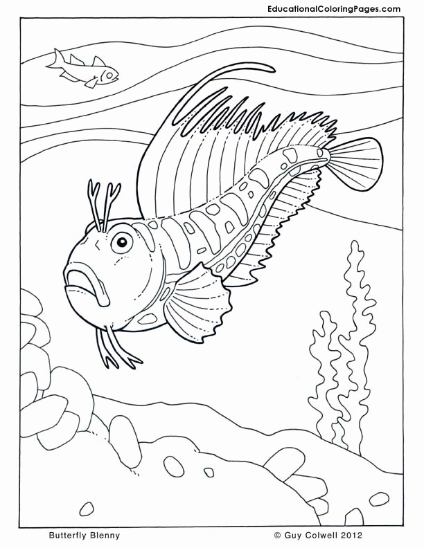 Printable Ocean Animals Coloring Pages | Animal Coloring Pages