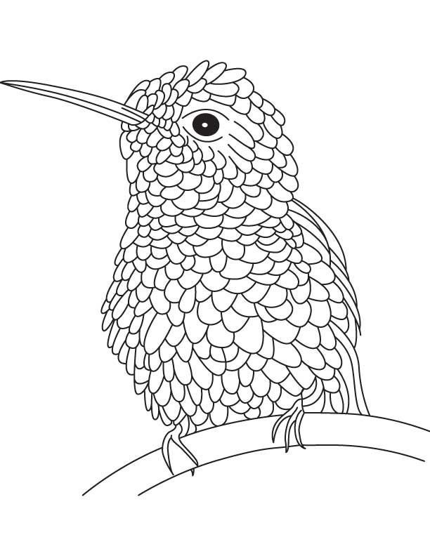 Lazy hummingbird coloring pages, | Kids Coloring pages, Free