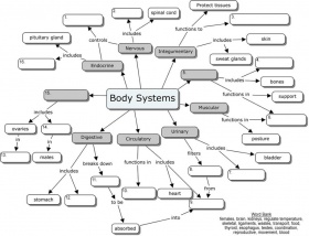 mind map of body system - Clip Art Library