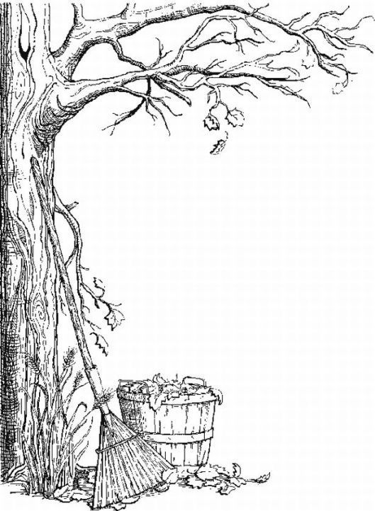 Drawing Deciduous Tree Image  Photo Free Trial  Bigstock
