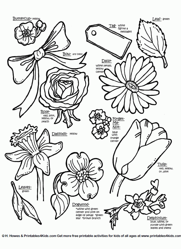 Different Types Of Flowers Drawing With Names - Discover 151 common ...