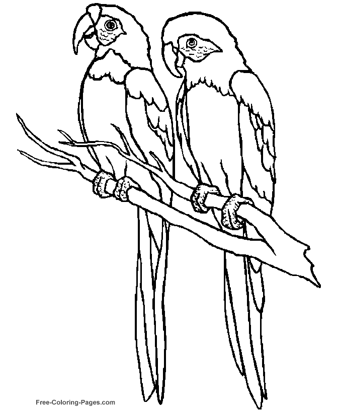 Tropical Bird Coloring Pages