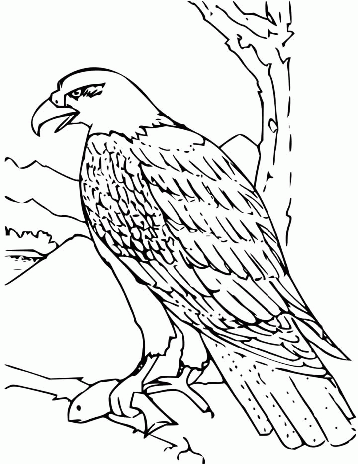 Bald Eagle Coloring PagesColoring Pages