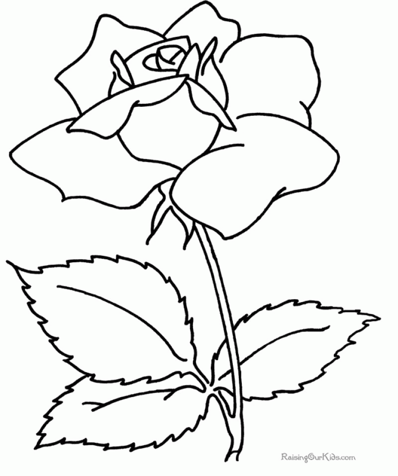 Stems Beautiful Roses Along Coloring Page 