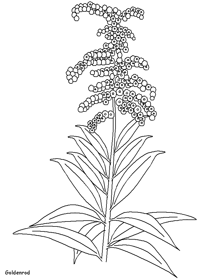 Goldenrod Flowers Coloring Pages  Coloring Book