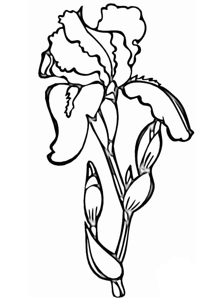 iris coloring pages - Clip Art Library