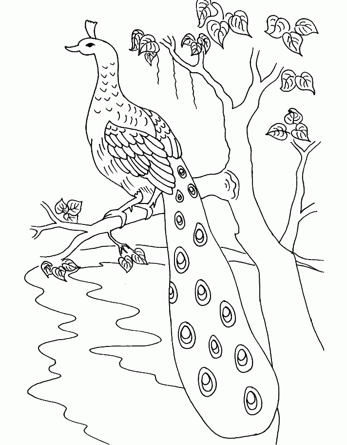 Draw N Colour Peacock Clipart (#2127401) - PikPng