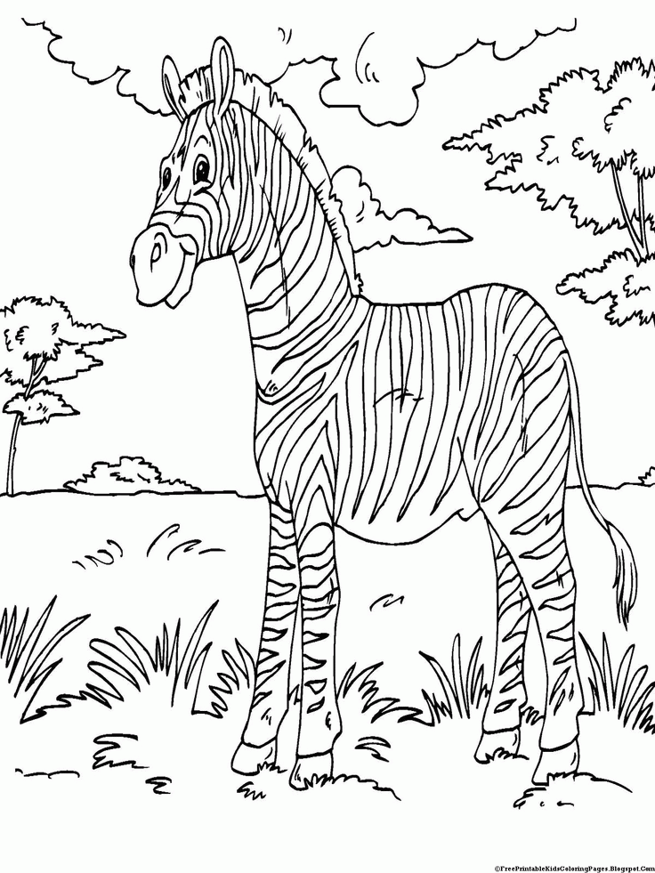 Pictures Of Zebras To Color