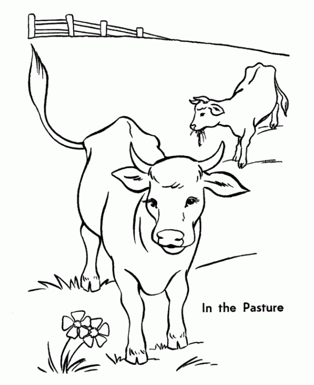 Printable Cow Pictures