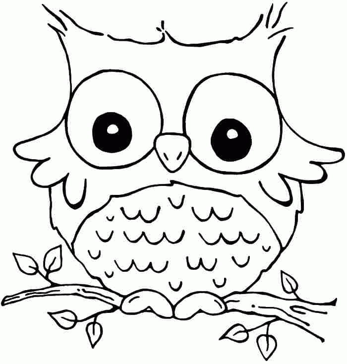 Owl Pictures For Kids