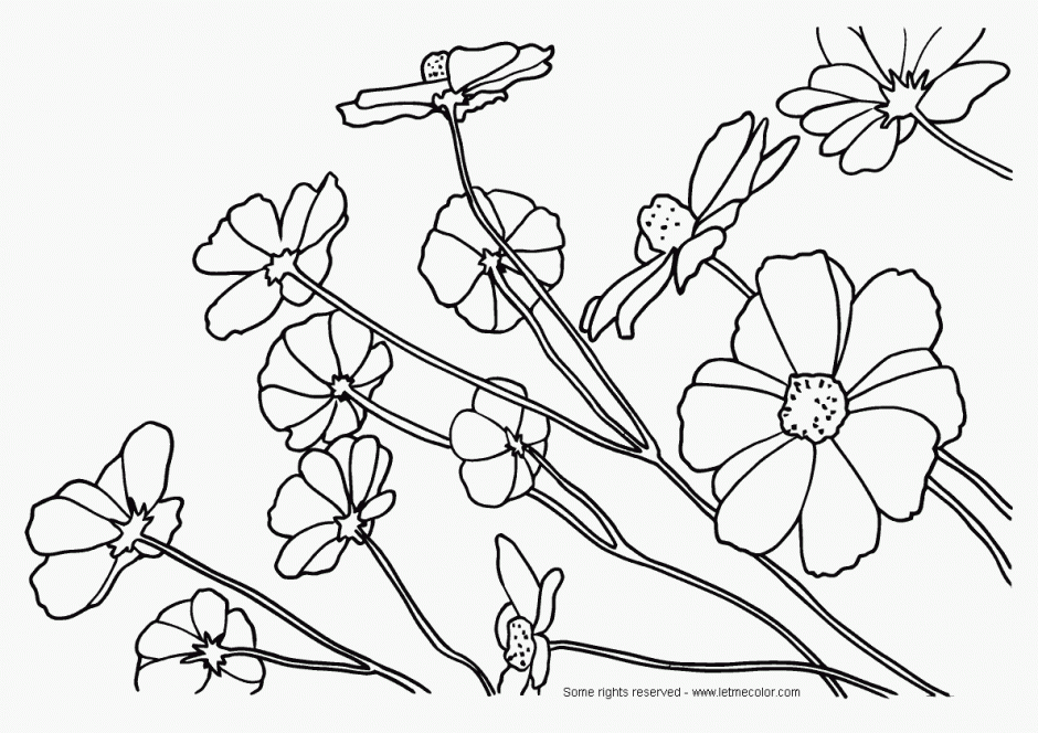 Mayflower or Trailing Arbutus or Epigaea repens available as Framed Prints,  Photos, Wall Art and Photo Gifts