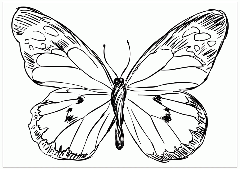 butterfly-image-for-coloring