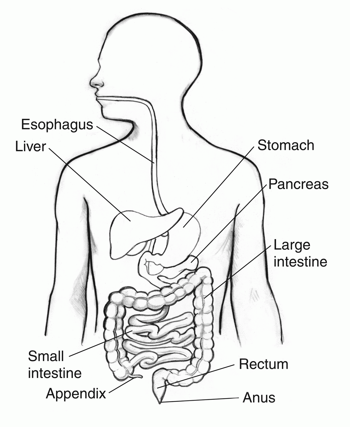 Digestive System Overview - Anatomy and Functions | AI Art Generator | Easy -Peasy.AI